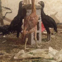 جوجه بزرگ اوشامو آلمانی اصل گرید a،اصل بضمانت