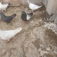 کفتر|پرنده|فامنین, |دیوار