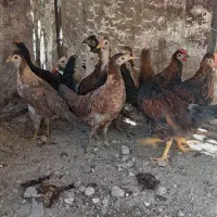 جوجه|حیوانات مزرعه|دوگنبدان, |دیوار