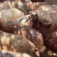 بره ، کاور