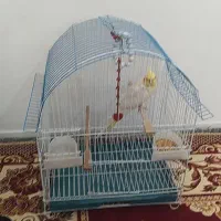 پرنده|پرنده|میاندوآب, |دیوار