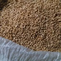 گندم تمیز
