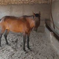 اسب مادیون خود یورغه