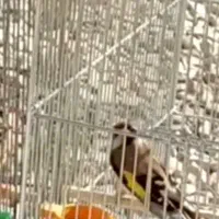 سهره اماده جفت
