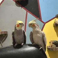 عروس هلندی جفت