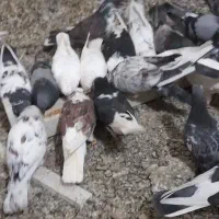 کفتر