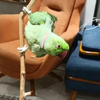 طوطی