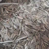 تخمه تی ۶ برندصبا ۱۹۰تا۲۰۰دون