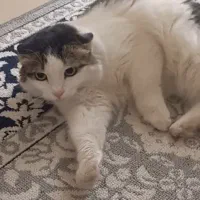 گربه ماده شناسنامه  دار