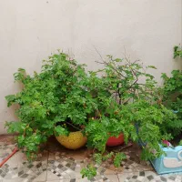 گل محمدی