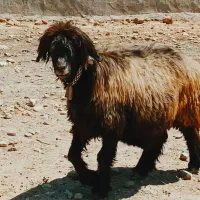 شیشک روزگاری