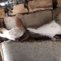کبوتر
