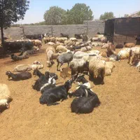 میش وبره