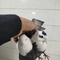 کله سفیدمخمل وسیاه چشم ونوک سفید