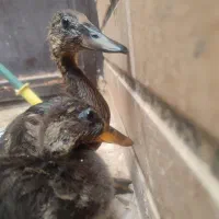 جوجه اردک