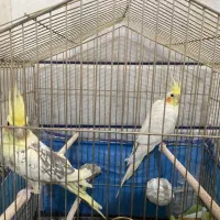 عروس هلندی