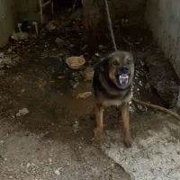 سگ نر|سگ|یاسوج, |دیوار