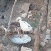 قوقاز