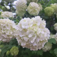 تخفیف ویژه گل و گیاه بهاره