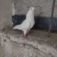 کفتر سفید شمرونی