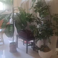 ۲ عدد گیاه مصنوعی با گلدان