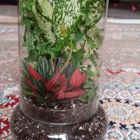 گل طبیعی شیشه ای|گل و گیاه طبیعی|مشهد, رضاییه|دیوار