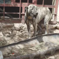 سگ افغان