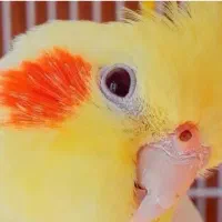 عروس هلندی فوق دستی و سخنگو