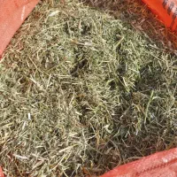 یونجه خشک خورموج