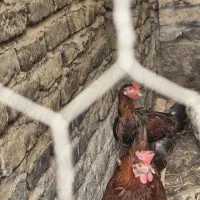 مرغ و خروس محلی