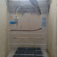 عروس هلندی