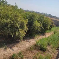 فروش باغچه۵۰۰مترو۱۰۰۰متری نرسیده به بنوارشامی|فروش زمین و ملک کلنگی|دزفول, |دیوار