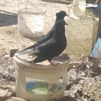 دمسفید کرمانی و بیچشم