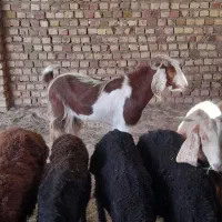 تکه و بز آمریکایی