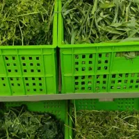 سبزیجات آماده (خانه سبز)