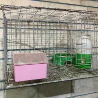 قفس جفتگاه کبوتر