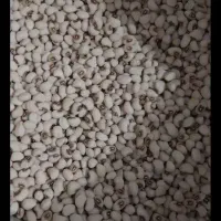 حبوبات