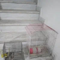 دوعددقفس قناری وسره