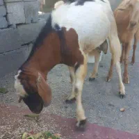 نری فروشی