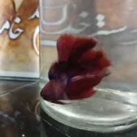 ماهی فایتر