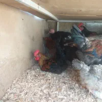 فروش خروس محلی
