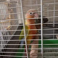 طوطی گیریچنگ جفت دبل رد