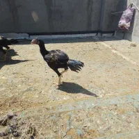 جوجه خروس لاری