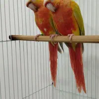 گرینچیک ردچیک فول سرخ اورجینال ۳ماهه جوانه
