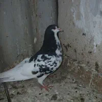 کبوتر یالی جفت مرودشت