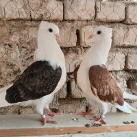 کبوتر .طوقی .دوکت.
