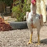 خروس‌لاری