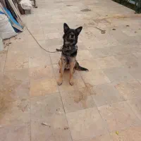 سگ‌‌ ژرمن
