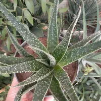 گل دم تمساحی کمیاب