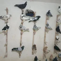 کبوتر بوم